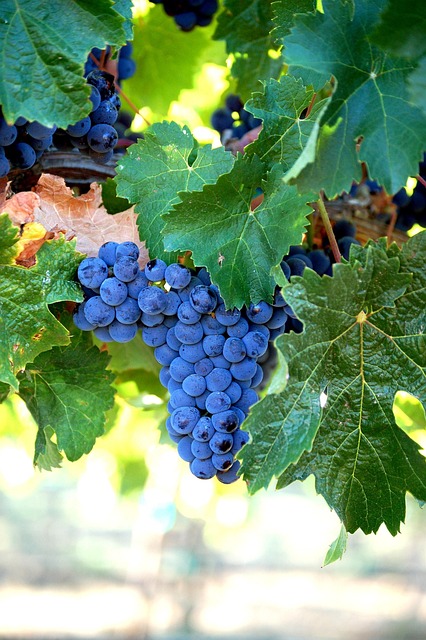 Wine-Tour-Melbourne