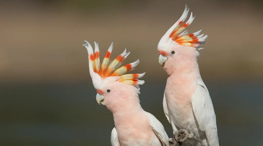 Cockatoo-Pearl
