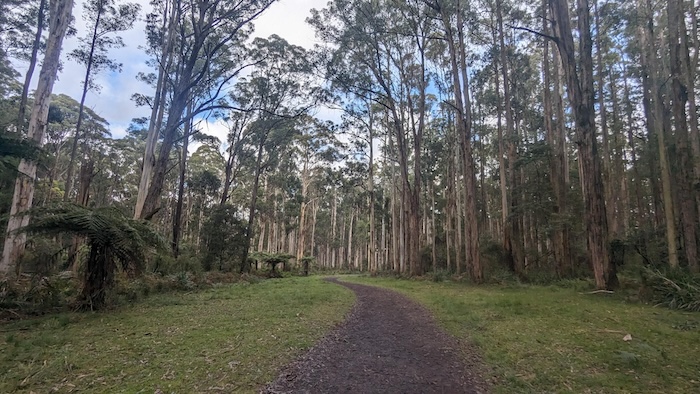 Ferny-Creek-Pearl