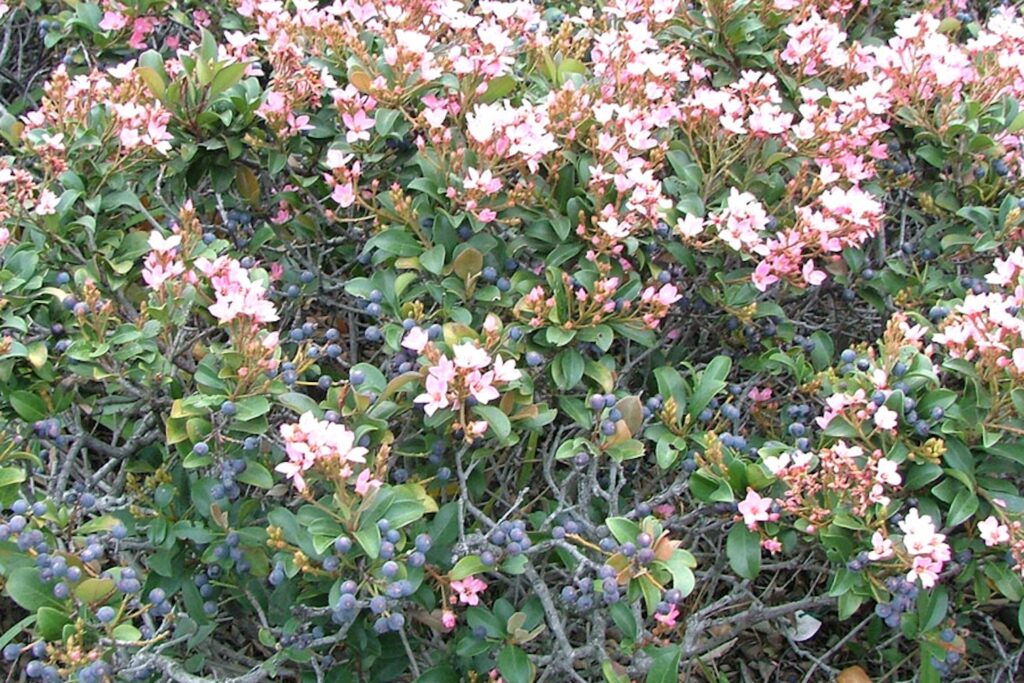 Hawthorn-Pearl